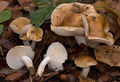 Hygrophorus arbustivus